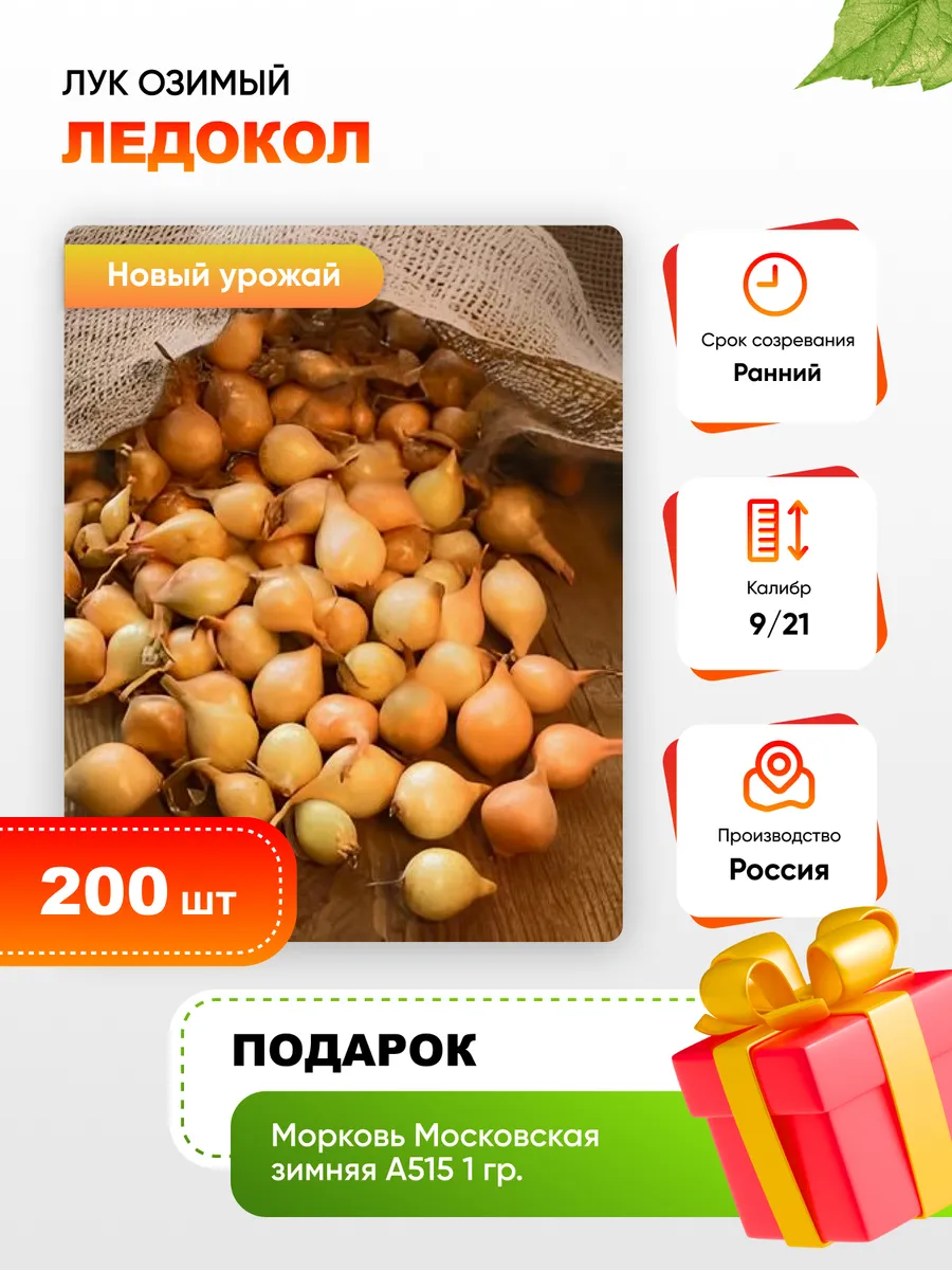 Лук озимый акадо. Лук озимый акадо