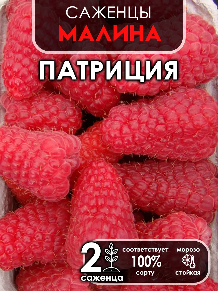 Саженец малины...