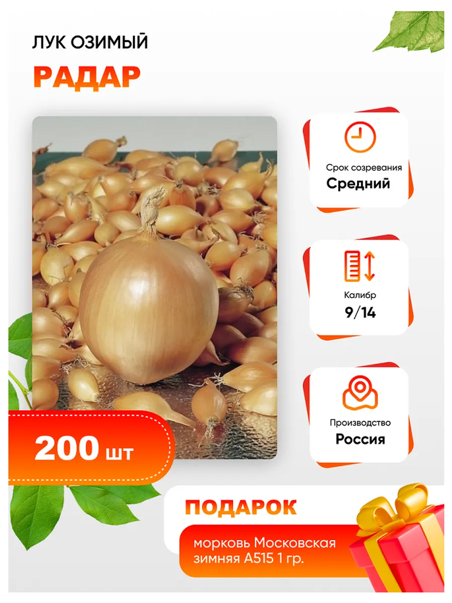 Лук озимый акадо. Лук озимый акадо
