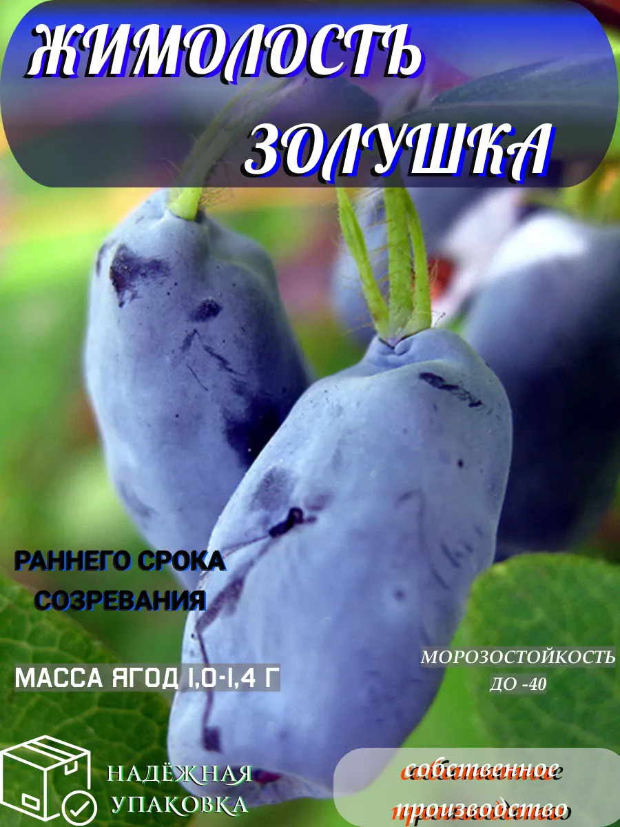 Саженец Жимолость Золушка