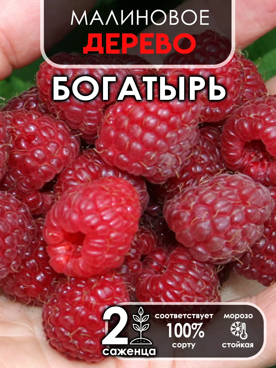 Дерево Саженец малины...