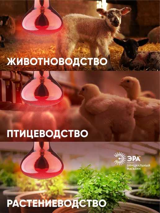 ЭРА Инфракрасная лампа для курятника обогрева птиц Е27 250Вт, 150 Вт, фото 2