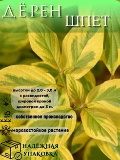 Дерен белый Шпет саженец Флора Фантазий 256370451 купить за 656 ₽ в интернет-магазине Wildberries