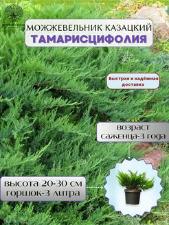 Можжевельник казацкий Тамарисцифолия С3