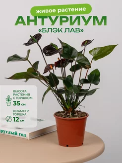 Антуриум блэк лав D12 GRINOTEKA 256692113 купить в интернет-магазине Wildberries