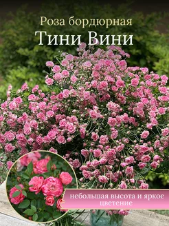 Роза бордюрная Тини Вини Солнечный Сад 256694682 купить за 656 ₽ в интернет-магазине Wildberries