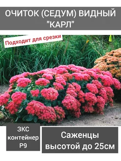 Очиток (седум) видный Карл Фазенда Гарден 256779511 купить за 316 ₽ в интернет-магазине Wildberries