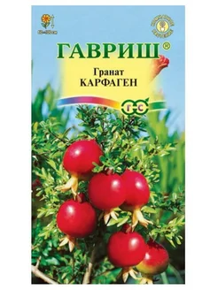 Гранат Карфаген (карликовый) 5 шт 10003745