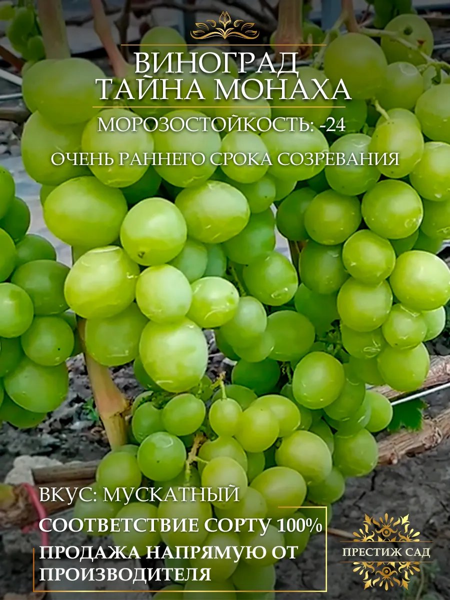 Саженцы Винограда Джина