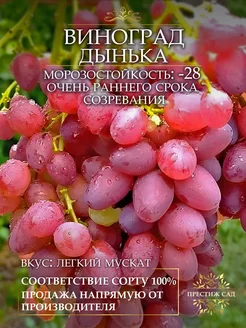 Саженцы Винограда Дынька Престиж Сад 257024392 купить за 614 ₽ в интернет-магазине Wildberries