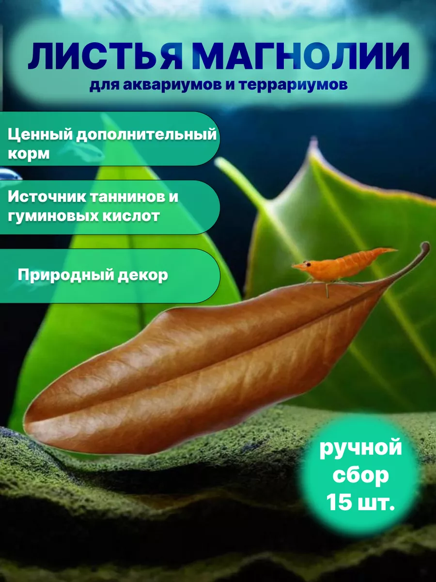 Листья магнолии, 15-20 см 15 штук