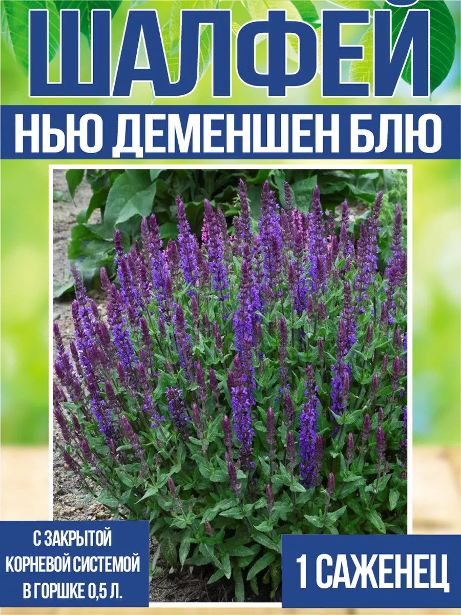 Шалфей дубравный Нью...