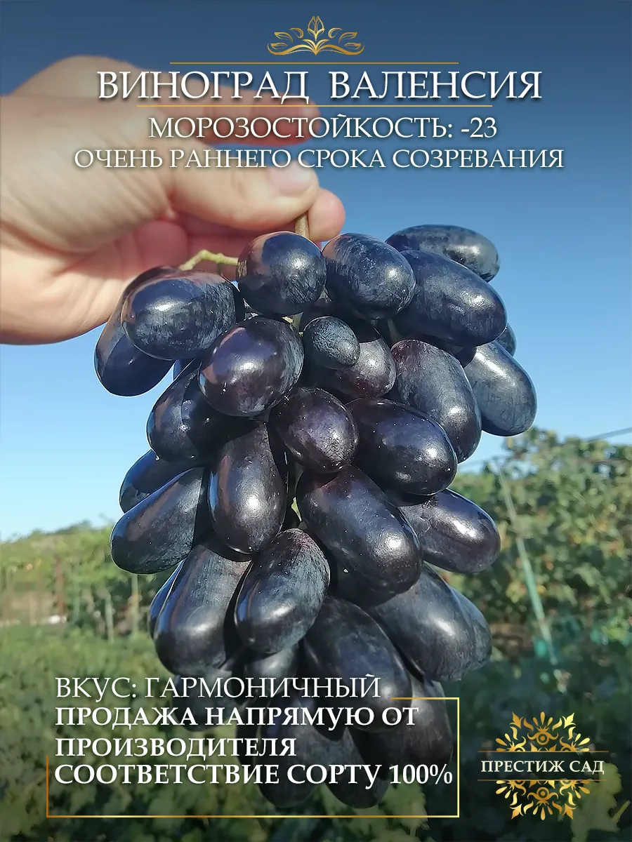 Саженцы Винограда...
