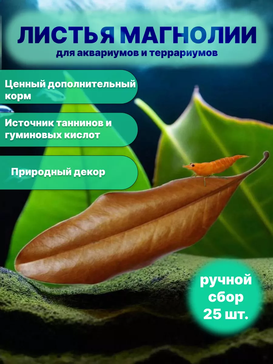 Листья магнолии, 15-20 см 25 штук