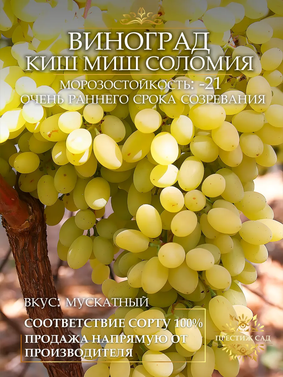 Саженцы Винограда Киш Миш...