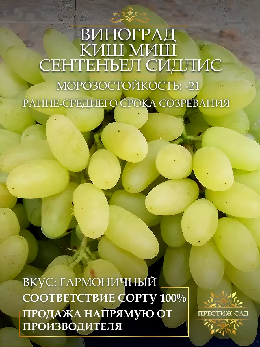 Саженцы Винограда Киш Миш...