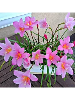 Зефирантес Карината, Zephyranthes Carinata, розовый, семена 257061559 купить за 390 ₽ в интернет-магазине Wildberries