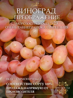 Саженцы Винограда Преображение Престиж Сад 257140019 купить за 336 ₽ в интернет-магазине Wildberries