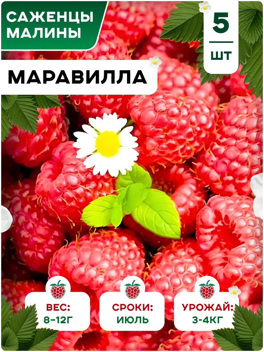 Саженцы малины...