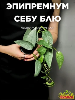 Эпипремнум Себу Блю (Epipremnum Pinnatum Cebu Blue) D6см Exotica 257248492 купить за 1 098 ₽ в интернет-магазине Wildberries