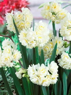 Крупные луковицы Narcissus Double Erlicheer