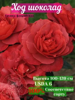 саженцы роз ход шоколад Питомник Аллея-роз 257339514 купить за 428 ₽ в интернет-магазине Wildberries