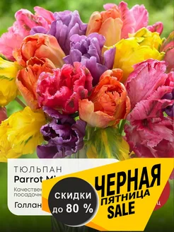 Луковицы тюльпана Parrot Mixed 5 штук абсолют плюс 257380474 купить за 272 ₽ в интернет-магазине Wildberries