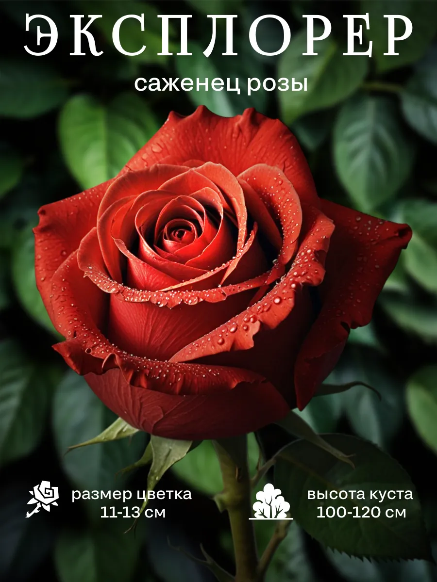 Саженец Роза...