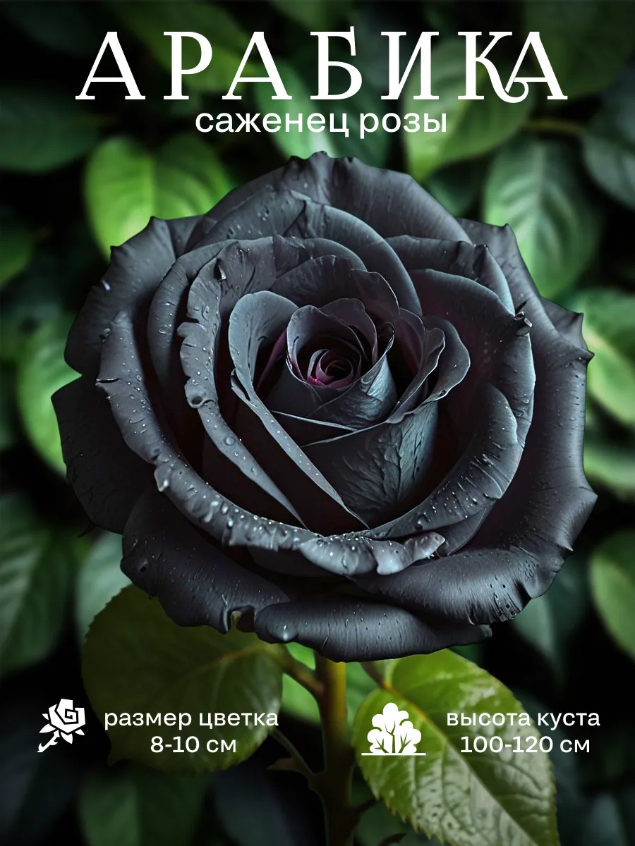 Саженец Роза Кустовая...