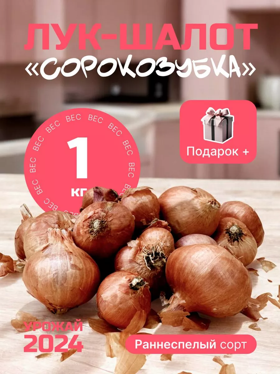 Лук севок на посадку...