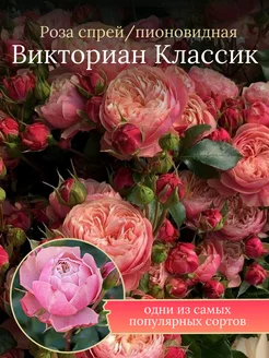 Роза спрей пионовидная Викториан Классик Солнечный Сад 257490271 купить за 656 ₽ в интернет-магазине Wildberries