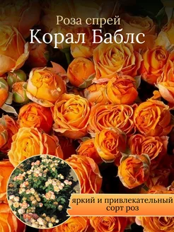 Роза спрей Корал Баблс Солнечный Сад 257490574 купить за 656 ₽ в интернет-магазине Wildberries