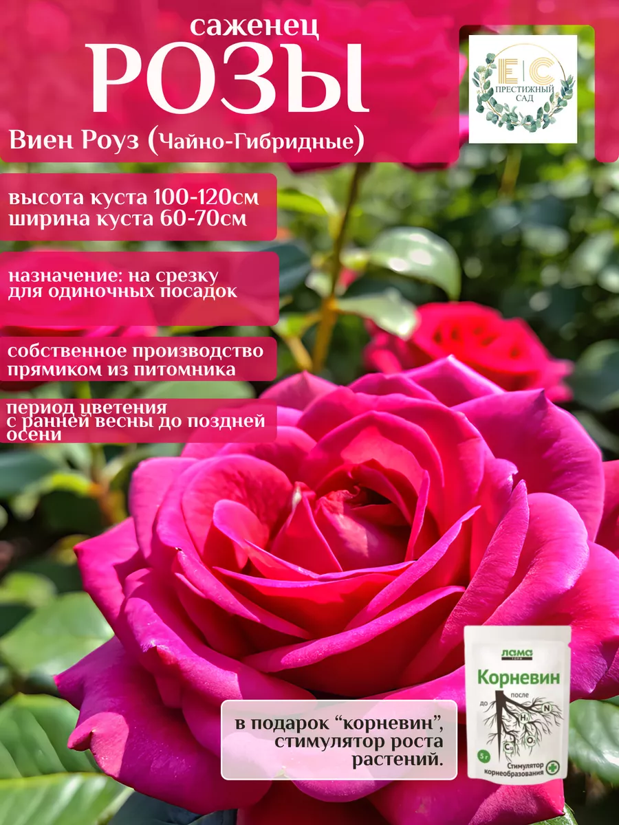 саженцы розы...