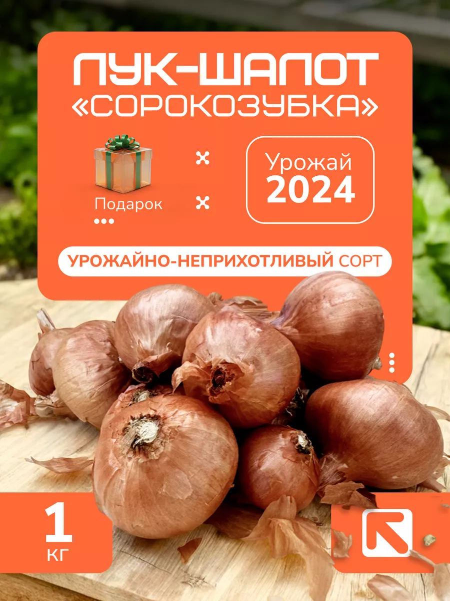 Лук-шалот на посадку...