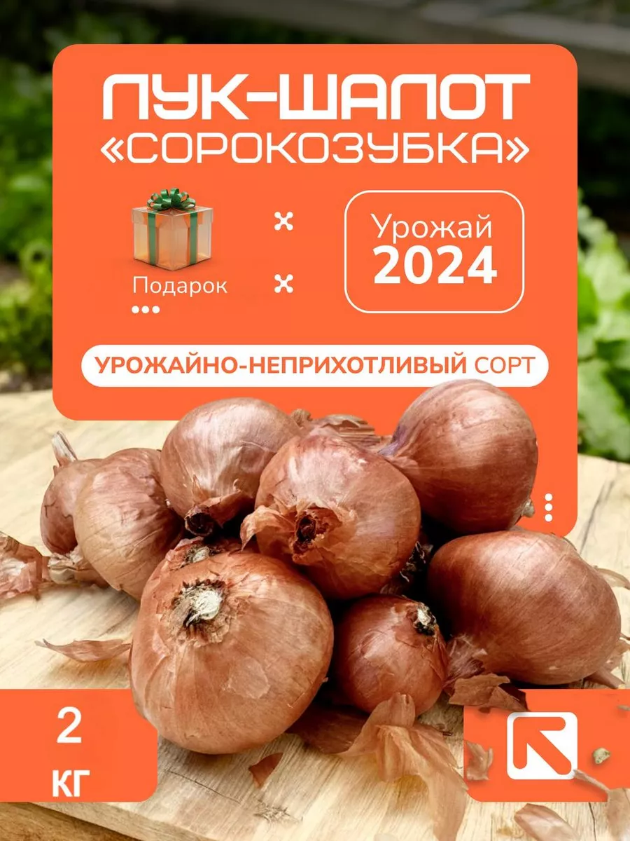 Лук-шалот на посадку...