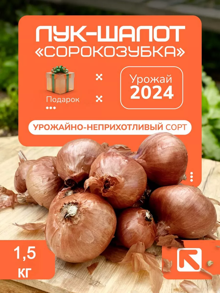 Лук-шалот на посадку...