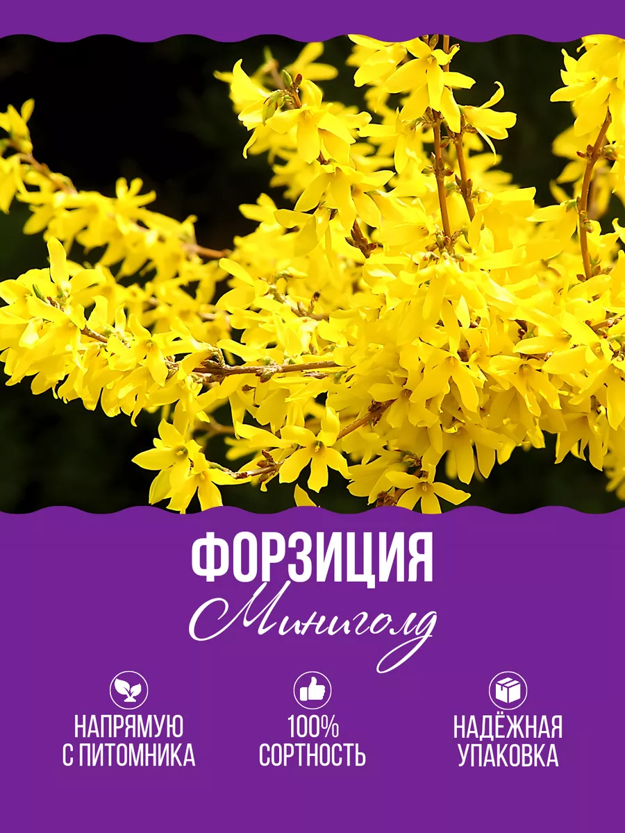 Саженец Форзиция Мини Голд