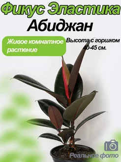 Фикус Абиджан Green_World 257693408 купить за 849 ₽ в интернет-магазине Wildberries