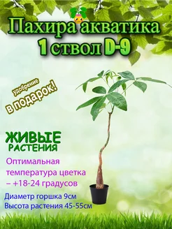 Пахира акватика 1 ствол (дерево счастья) D-9 Это наш сад 257713883 купить за 1 260 ₽ в интернет-магазине Wildberries