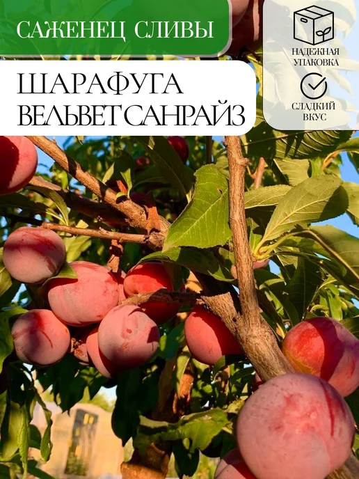 Шарафуга Купить Саженцы В Спб И Ленинградской