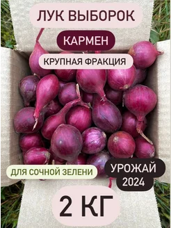 Лук севок фиолетовый Кармен 257880553 купить за 498 ₽ в интернет-магазине Wildberries