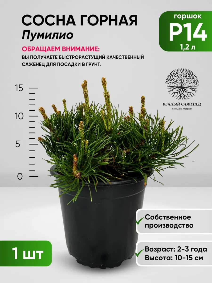 Сосна горная Пумилио Р14