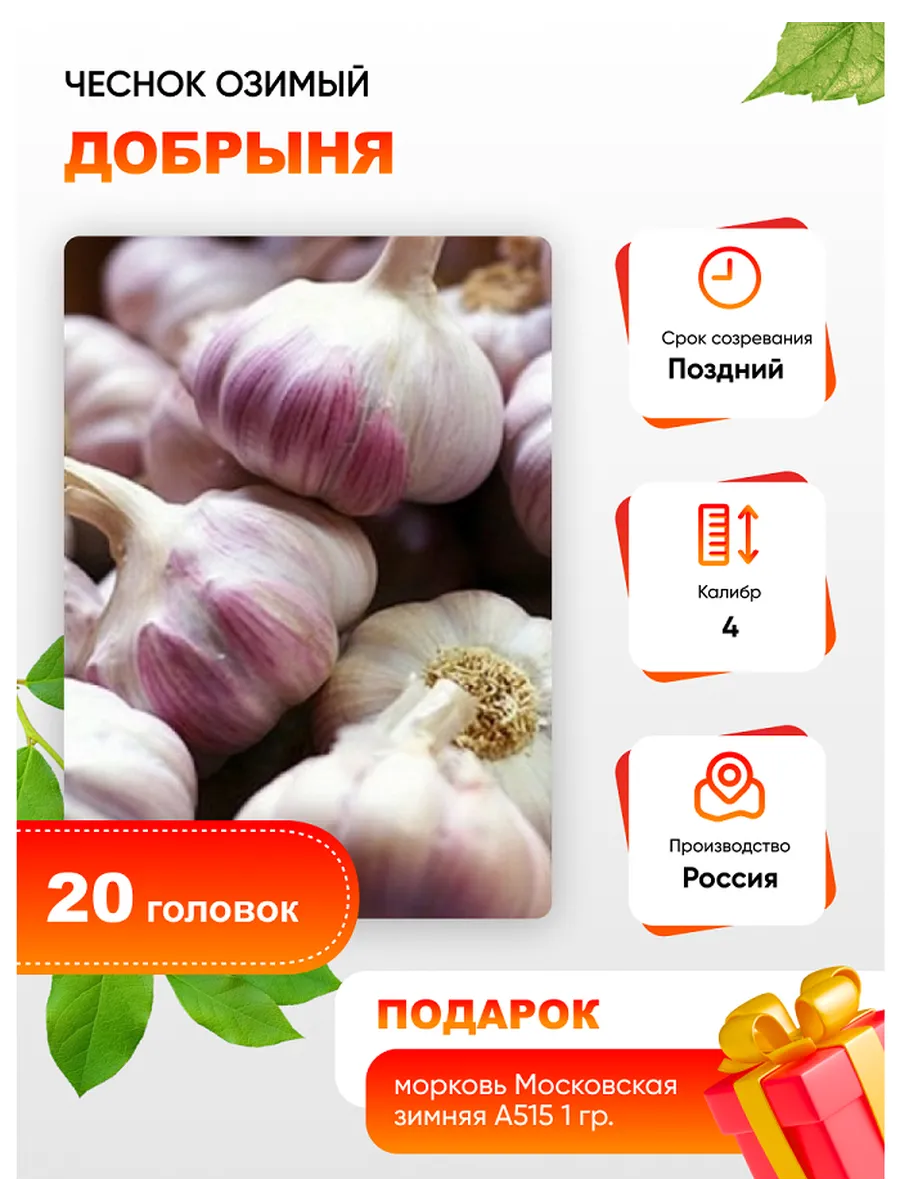 Чеснок озимый Добрыня, 20...