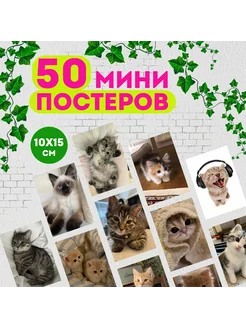 Котики