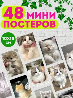 Котики