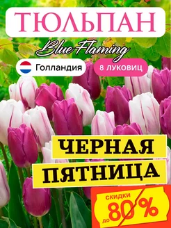 Тюльпан луковицы Blue Flaming