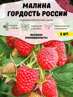 Саженцы Малины (2 шт) ОНЛАЙН САД 258175565 купить за 375 ₽ в интернет-магазине Wildberries