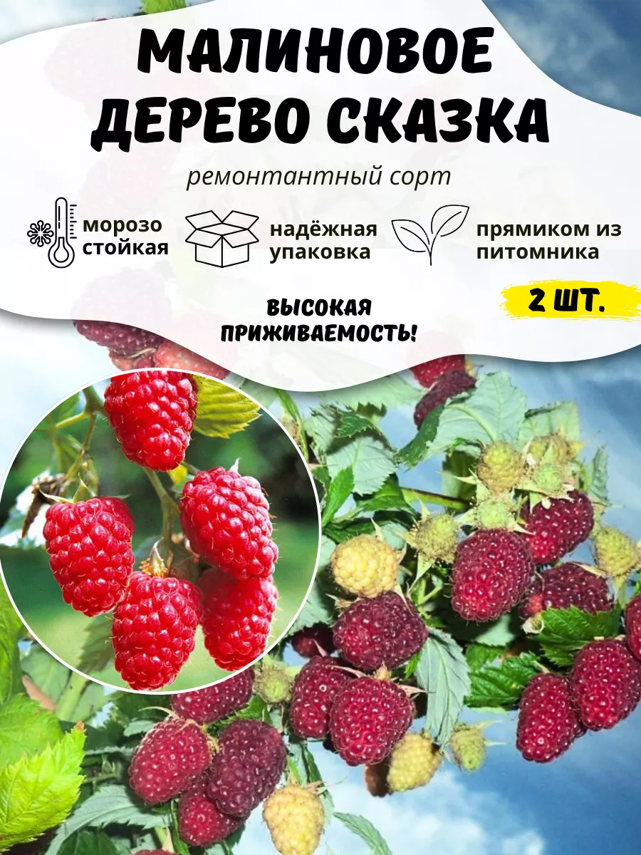 Саженцы Малины...