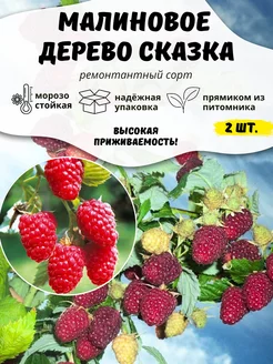 Саженцы Малины Древовидной Сказка(2 шт) ОНЛАЙН САД 258175567 купить за 375 ₽ в интернет-магазине Wildberries