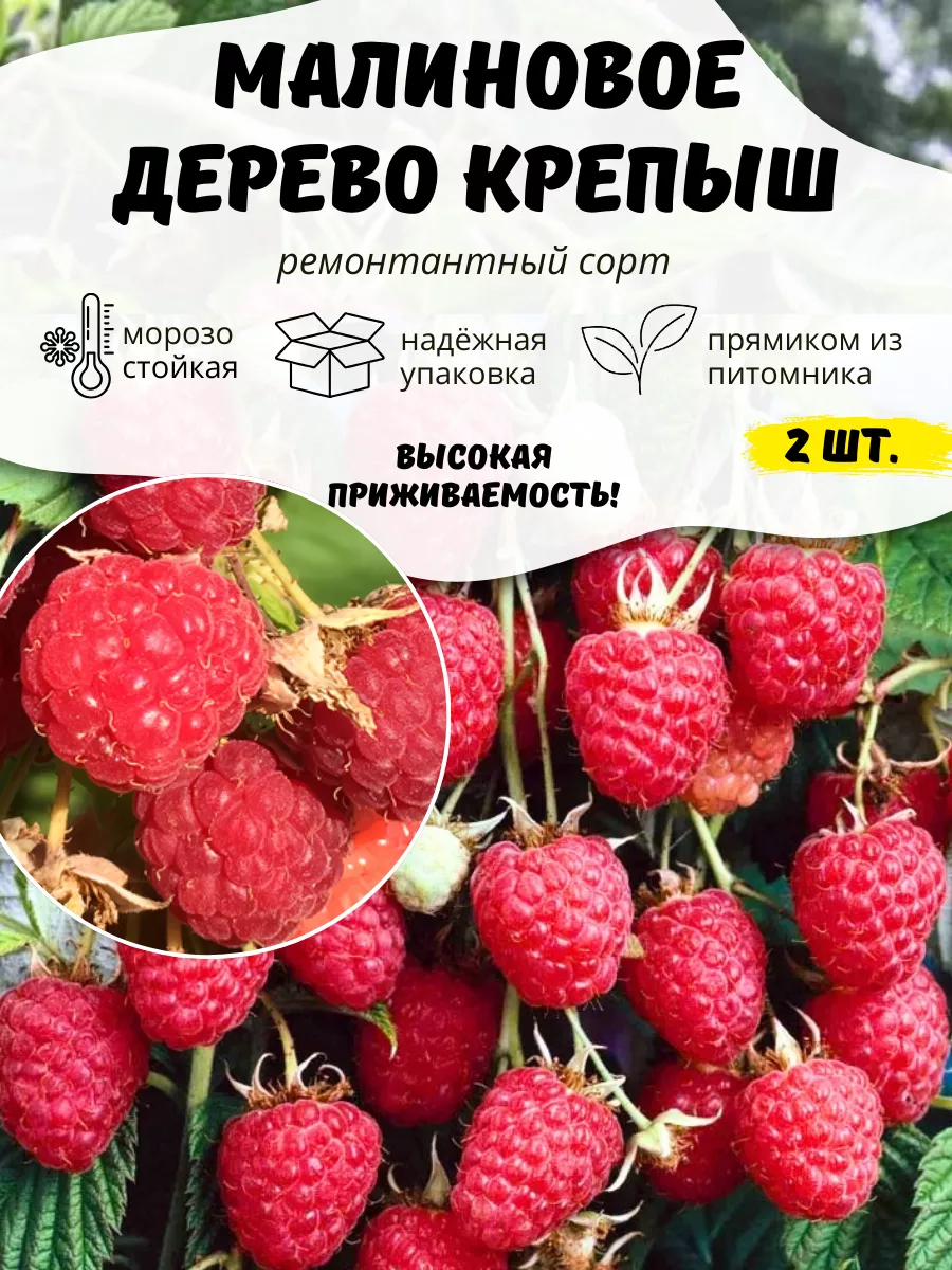 Саженцы Малины...